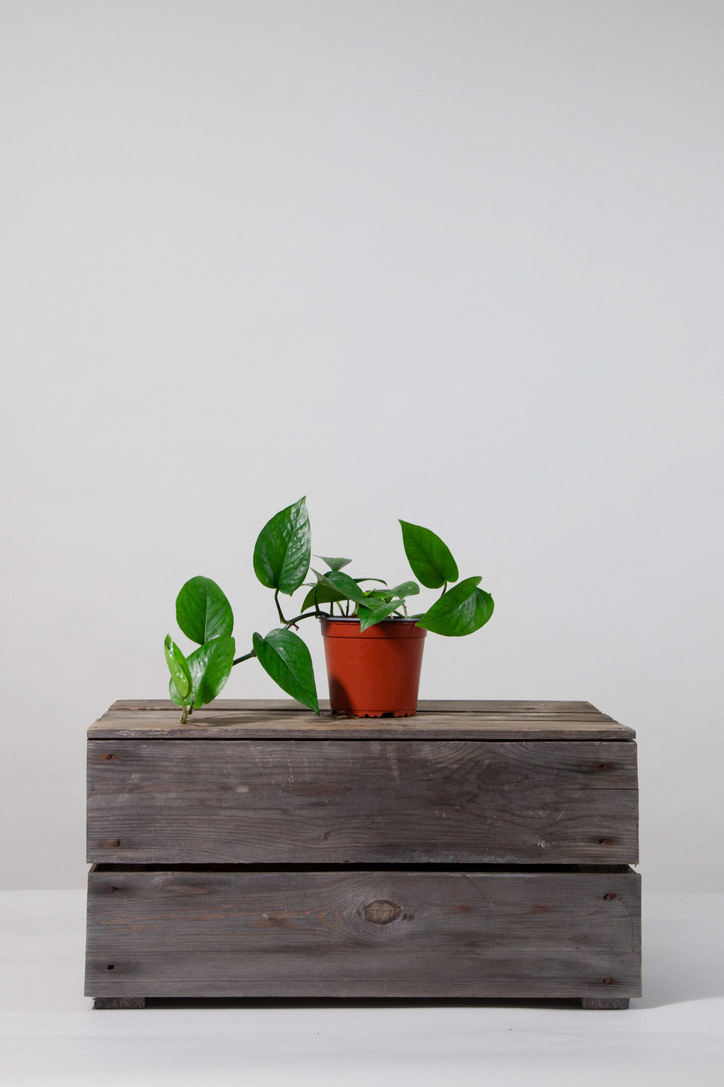files/IndoorPlants-StudioShots13.11.2023-254.jpg